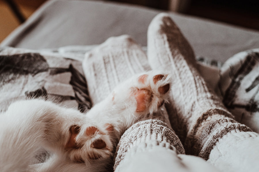 Coping with the Pain of Pet Loss: Understanding Grief